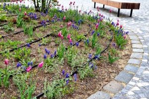 nawadnianie kropelkowe