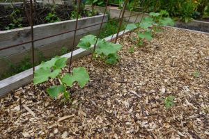 zrębka ściółkowanie