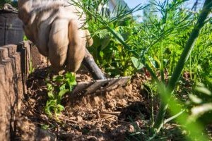 pielegnacja ogrodu warzywnego