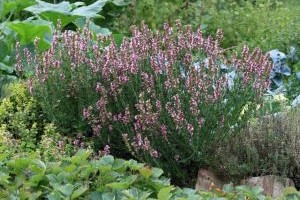 ogrod permakulturowy