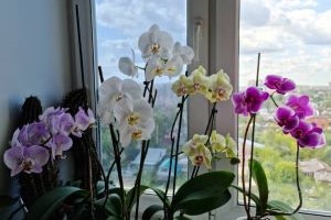 jak dbać o stoczyki