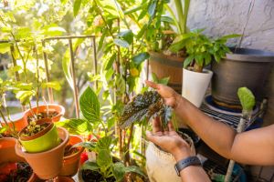 rośliny doniczkowe ochrona przed mrozem