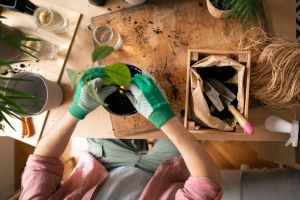 przesadzanie roślin doniczkowych zimą