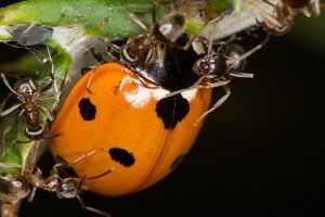 naturalny wróg mszyce - biedronka