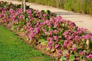 Bergenia