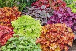 jakie rośliny najlepiej rosną w cieniu