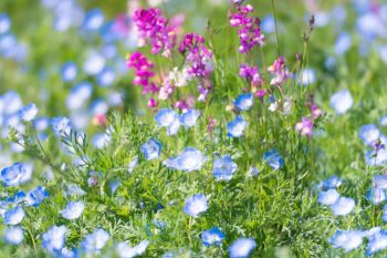 Zakładanie Łąk Kwiatowych Sokołów Podlaski