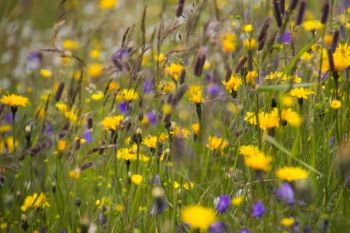 Zakładanie Łąki Kwiatowej Sokołów Podlaski