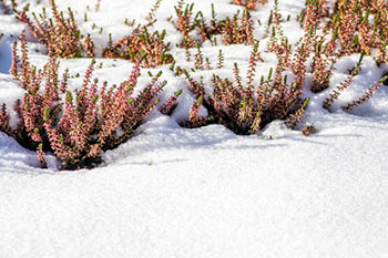 Sprzątanie Ogrodu Na Zimę Otwock