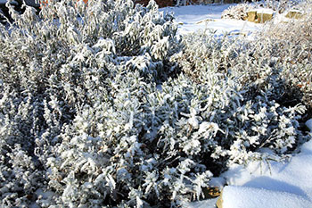 Sprzątanie Ogrodu Na Zimę Ząbki